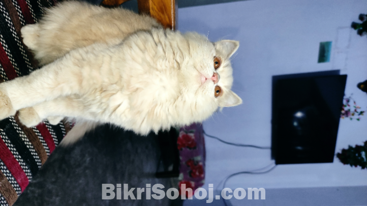 Persian cat